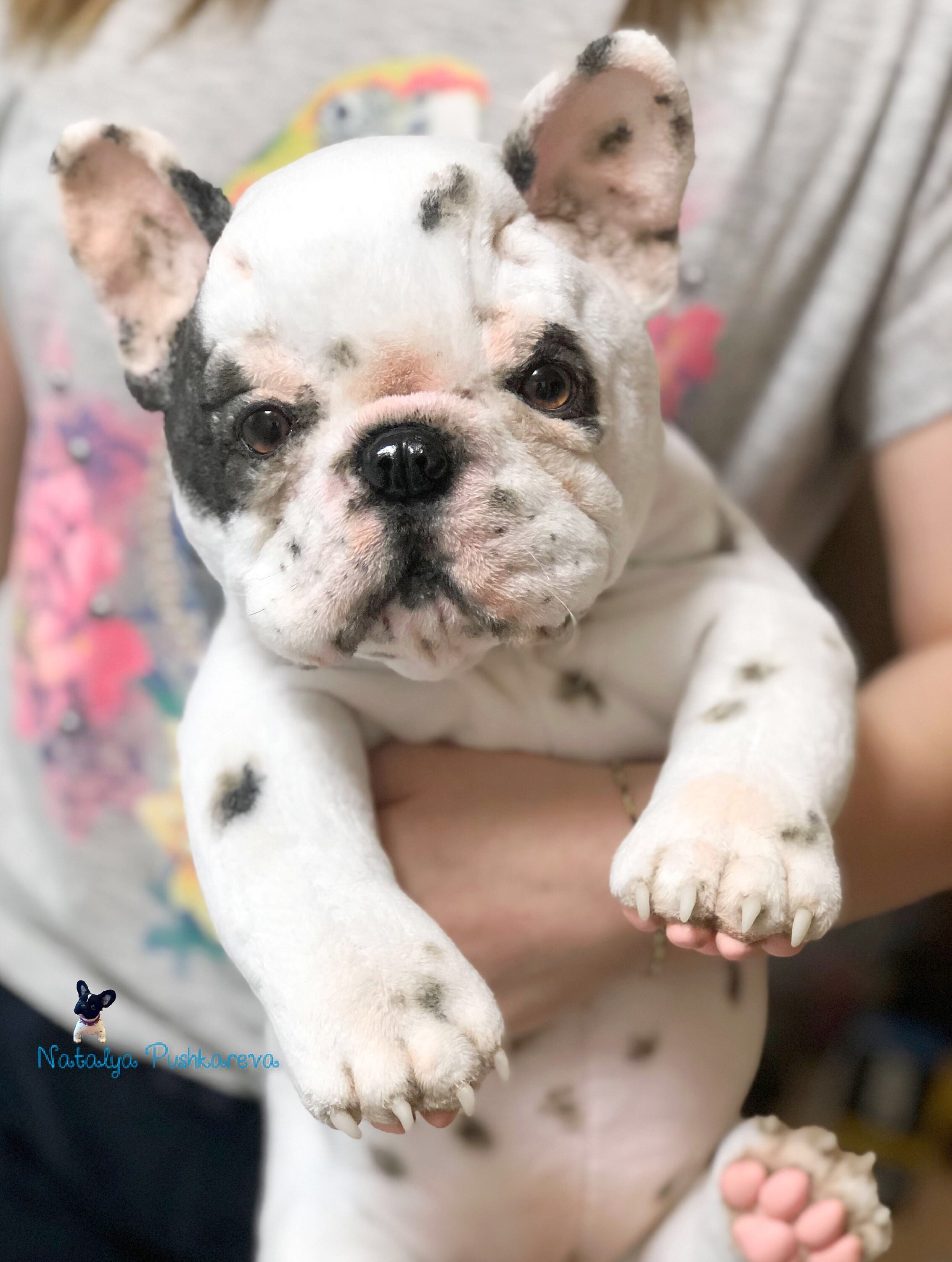 Juguete realista francés Bulldog cachorro / perro 15 in38 cm Etsy