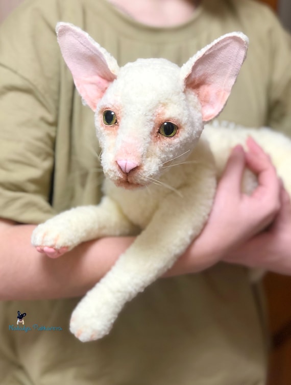 buy cornish rex cat