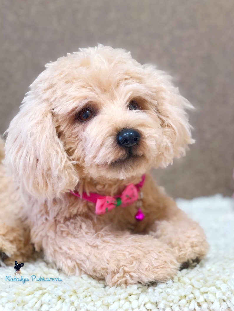 puppydog poodle 15 in realistic toy MADE TO ORDER 36 cm
