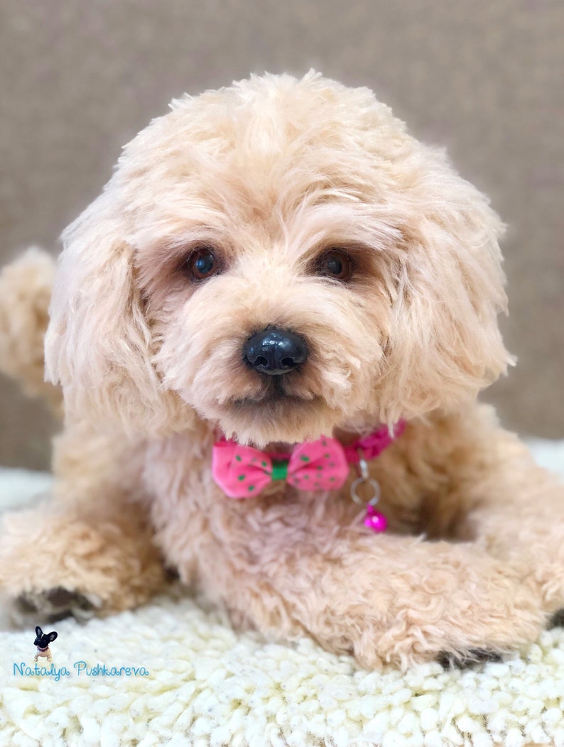 puppydog poodle 15 in realistic toy MADE TO ORDER 36 cm