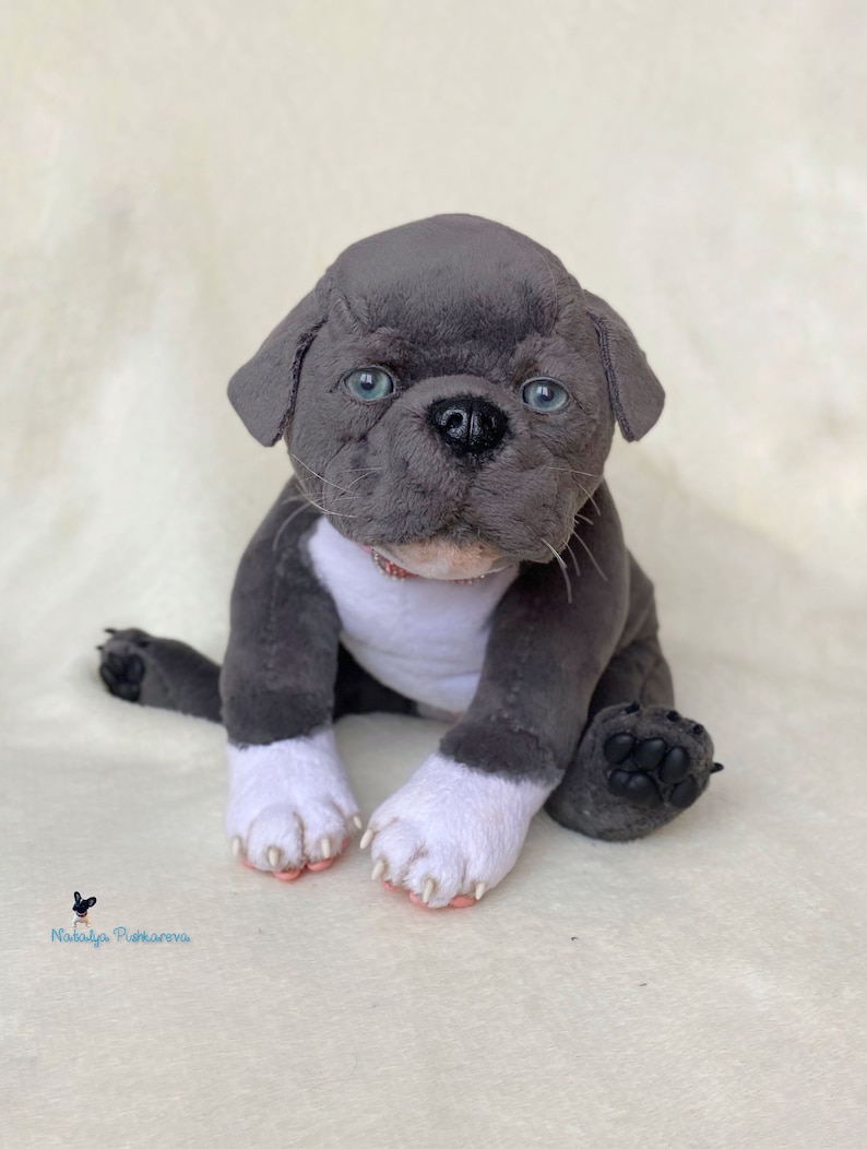 toy pitbull for sale
