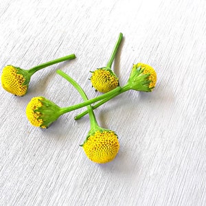 Lemon drop Buzz buttons-- Fresh/Edible flowers: Szechuan buttons/Toothache plant/Electric daisies/Spilanthes -
