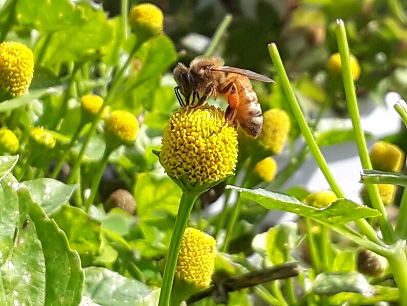 Fresh Button flowers EDIBLE Buzz buttons 50/50 selection of Etsy