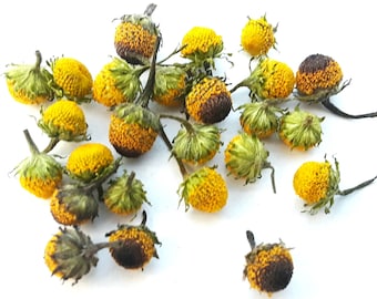 Dried Buzz Buttons Szechuan Flowers. Fifty Fifty Blend Of Lemon Drop & Bulls Eye Buzz Button Dried Flowers - Choose your amount.