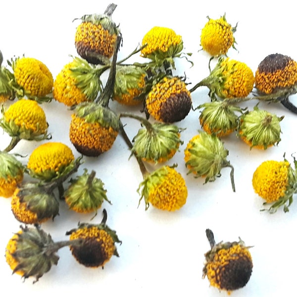 Dried Buzz Buttons Szechuan Flowers. Fifty Fifty Blend Of Lemon Drop & Bulls Eye Buzz Button Dried Flowers - Choose your amount.