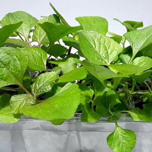 hidroponik bayam hijau