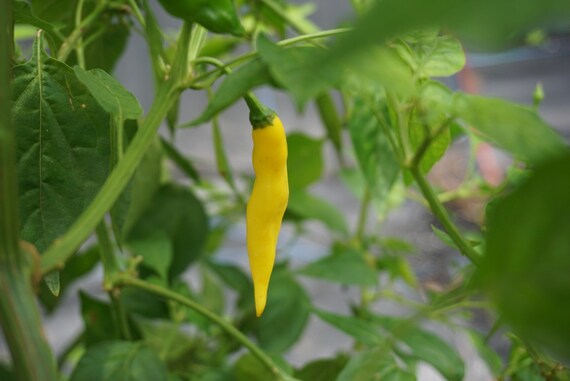 5 HOT and PRODUCTIVE! seeds Aji Chombo chili