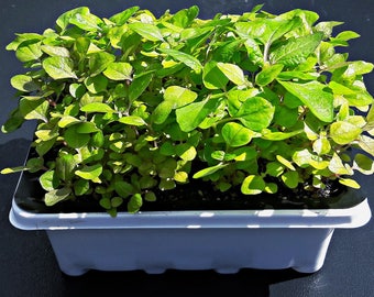 Szechuan button plant (Acmella oleracea) Grow Kit: OPEN-- WATER---WATCH!