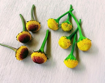 Fresh Buzz Buttons-Edible Flowers- 50/50 Selection Of Lemon Drop & Peek-A-Boo Varieties.