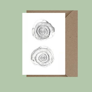 Ammonite card.