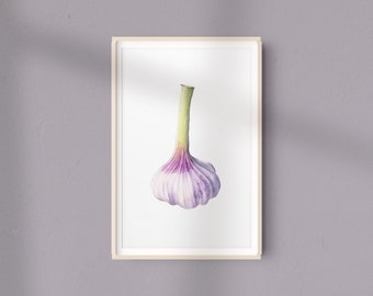 Garlic giclee print.