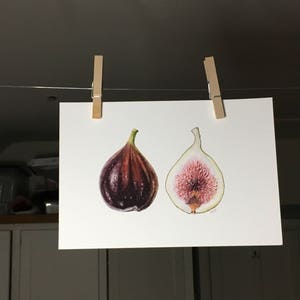 Puede incluir: Una pintura de acuarela de dos higos, uno entero y otro cortado por la mitad, mostrando la pulpa rosa en el interior. Los higos están pintados en tonos de morado, rosa y verde.