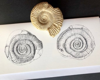 Ammonite greeting card.