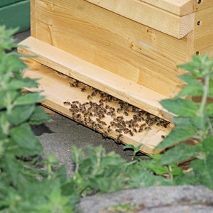 hechas 100/% de cera de abeja con fragancia propia. Velas de cera de abeja natural 10er Set