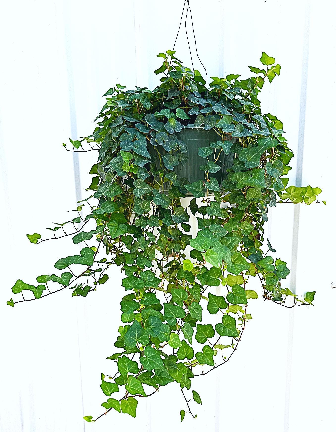 16+ Ivy Hanging English Ivy Plant in Hanging Basket – Live Indoor Houseplant for Home