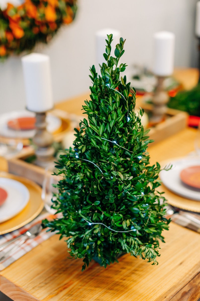 Live Boxwood Table Top Christmas Trees Mini Christmas Trees | Etsy
