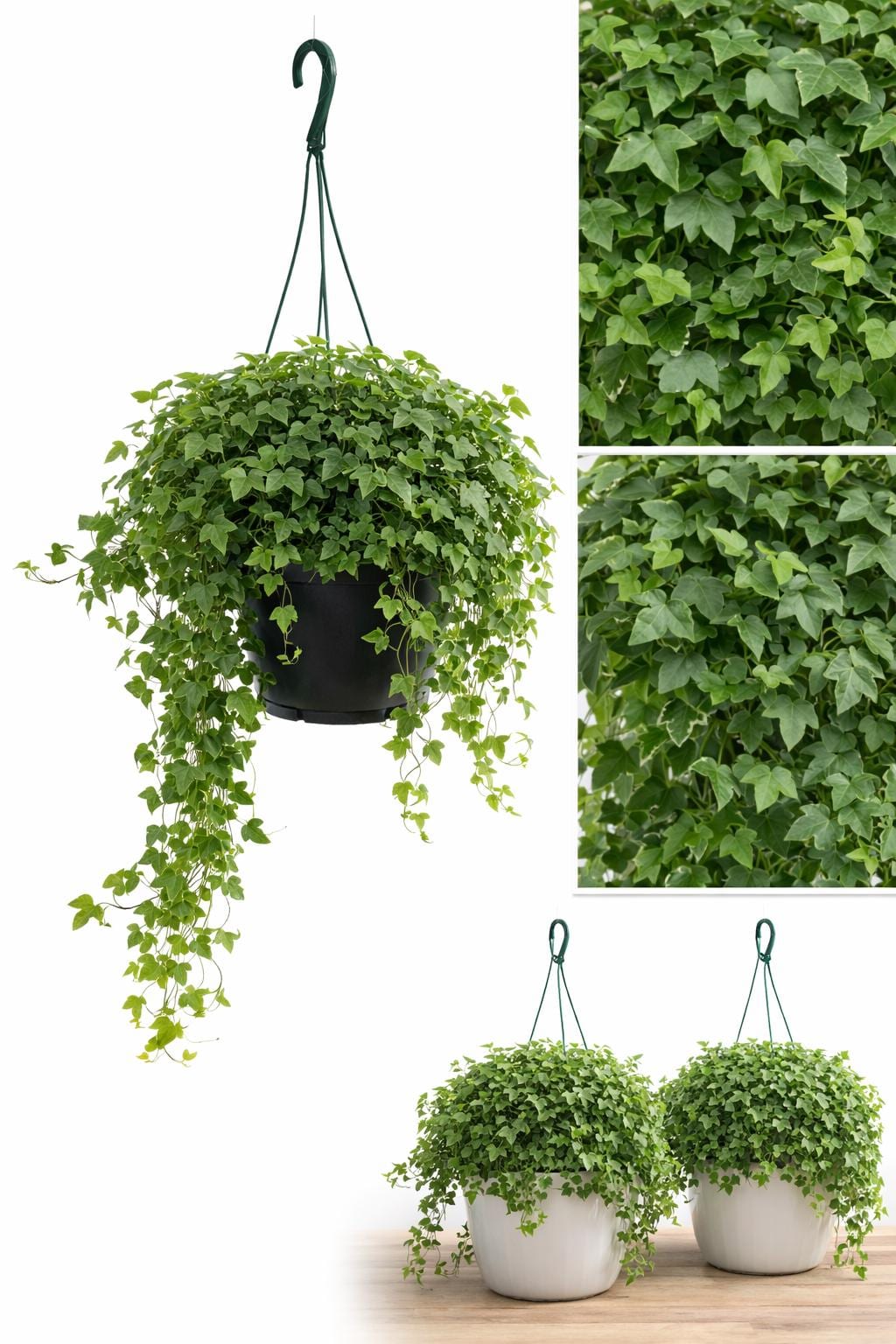 syngonium albo variegata preis Syngonium Albo Variegata | Kaufen Sie trendige Pflanzen online