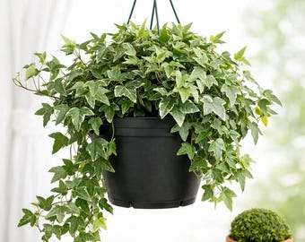 marble variegata Epipremnum 'Marble' main image 1