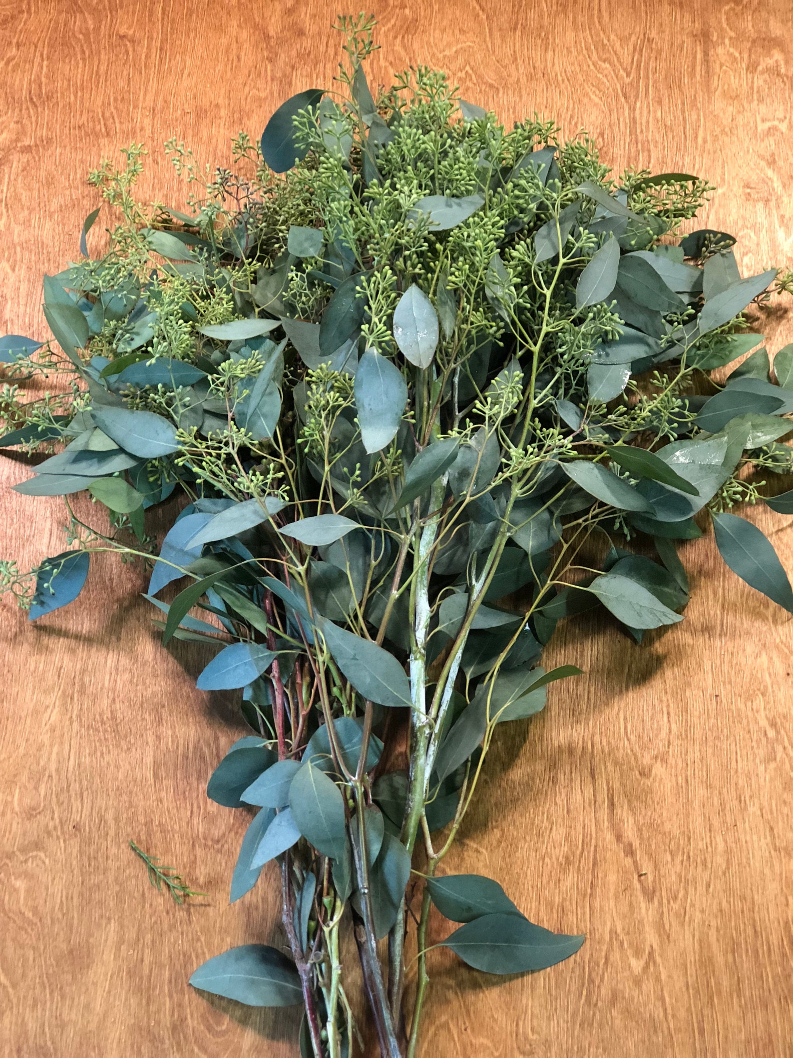 Freshly Cut Seeded Eucalyptus Bunches Etsy UK