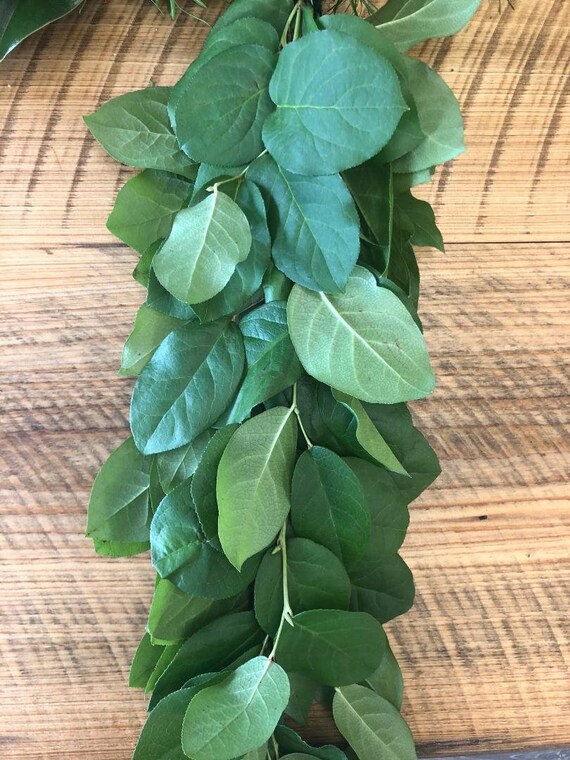 Showers Event free shipping - DIY Wedding Holidays Fresh Lemon Leaf Salal
