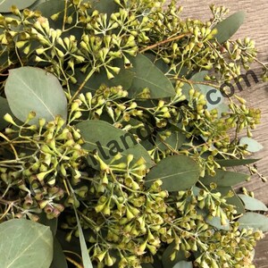 Freshly Harvested Seeded Eucalyptus Garland, Seeded Eucalyptus, Wedding Garland, Real Garland, Fresh Greens Garland, Wedding Decor image 2