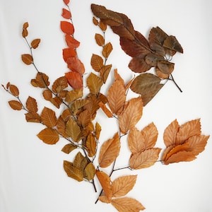 Preserved Copper Beech Foliage – Fall Decorating Greens, Wedding & Event Greenery, Thanksgiving Arrangements, DIY Floral Supplies