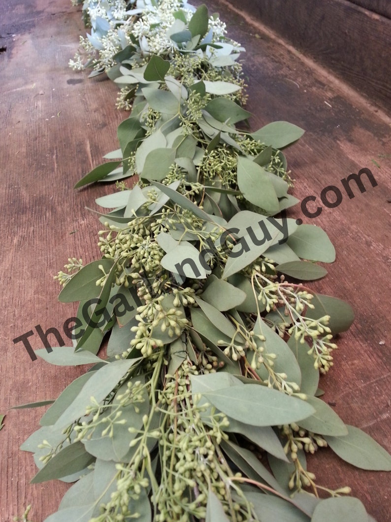 Freshly Harvested Seeded Eucalyptus Garland, Seeded Eucalyptus, Wedding Garland, Real Garland, Fresh Greens Garland, Wedding Decor image 1