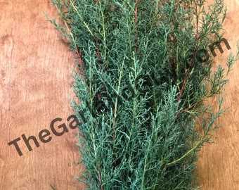 Freshly Cut Carolina Sapphire Bunches, Christmas Greens, Fresh Holiday Greenery, Florida Greens