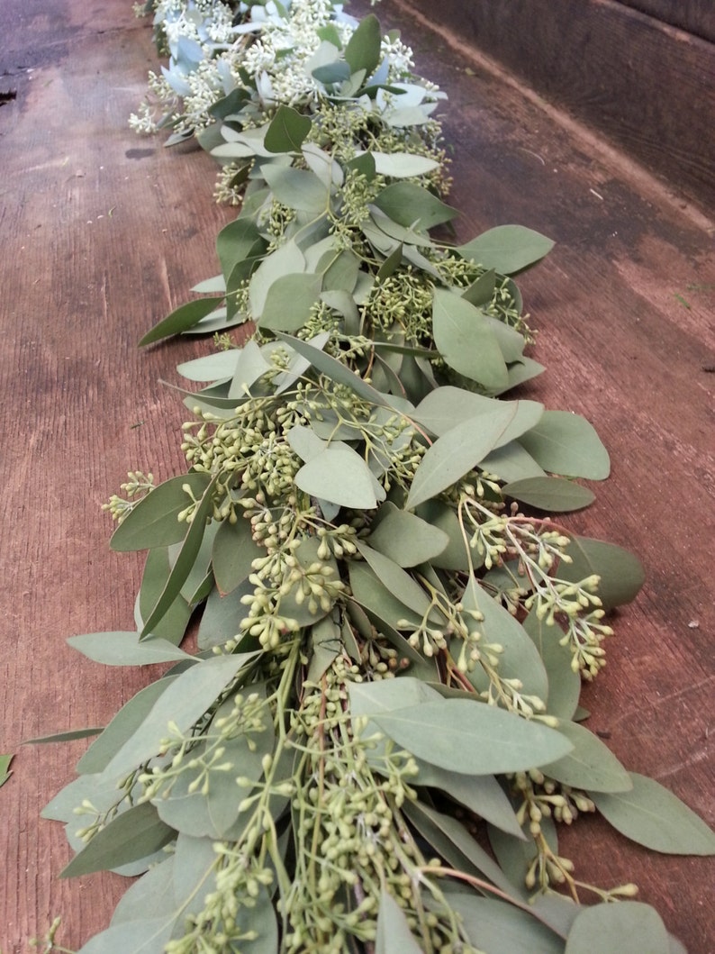 Freshly Harvested Seeded Eucalyptus Garland Seeded - Etsy