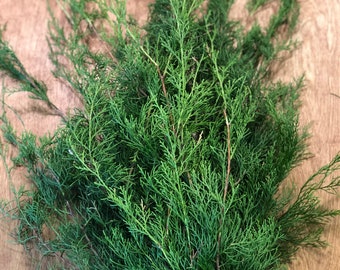 Freshly Cut Florida Cedar, Real Holiday Foliage, Fresh Cedar, Christmas Greens