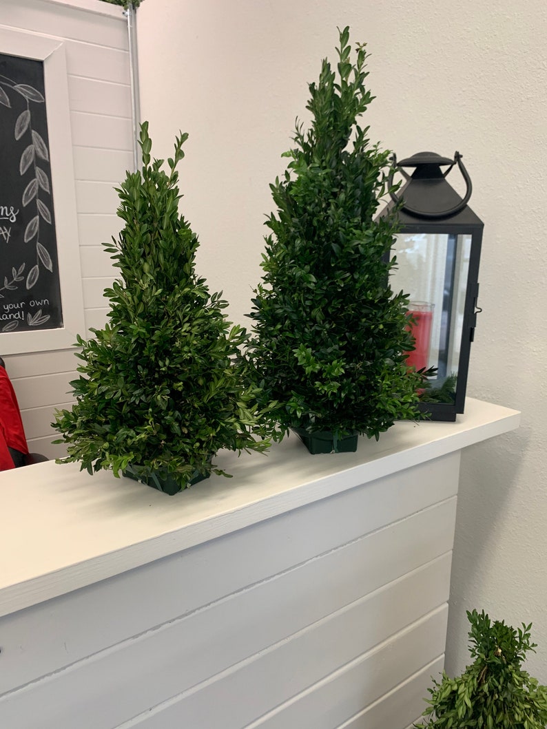 Live Boxwood Table Top Christmas Trees Mini Christmas Trees Etsy