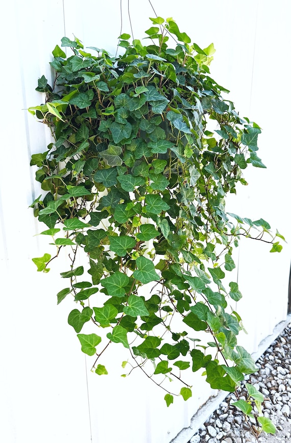 pflanze elefantenfuß kaufen Beaucarnea Recurvata 50 cm kaufen – Pflegeleichte Elefantenfuß-Pflanze –  PlantmyHome