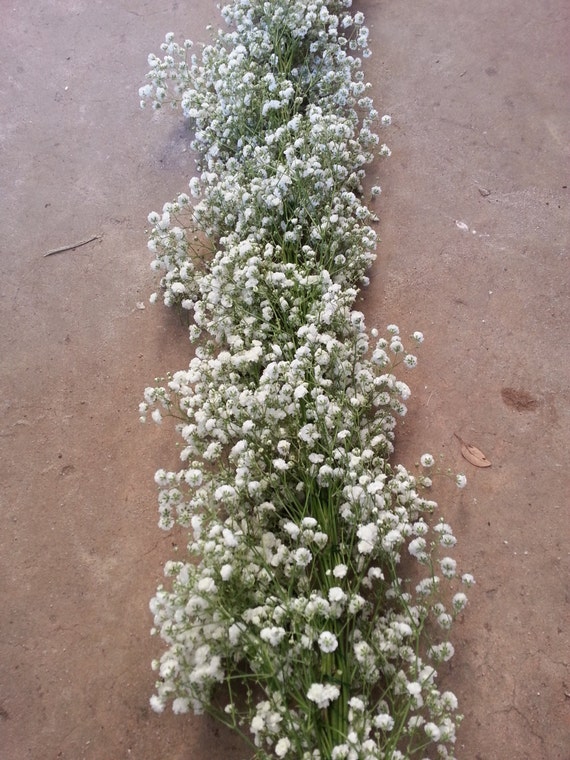 Freshly Cut Baby's Breath Garland, Table Runner, Babys Breath Garland,  Aisle Runner, Wedding Center Piece, Fresh Babys Breath 