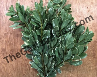 Freshly Cut Variegated Pittosporum Bunches