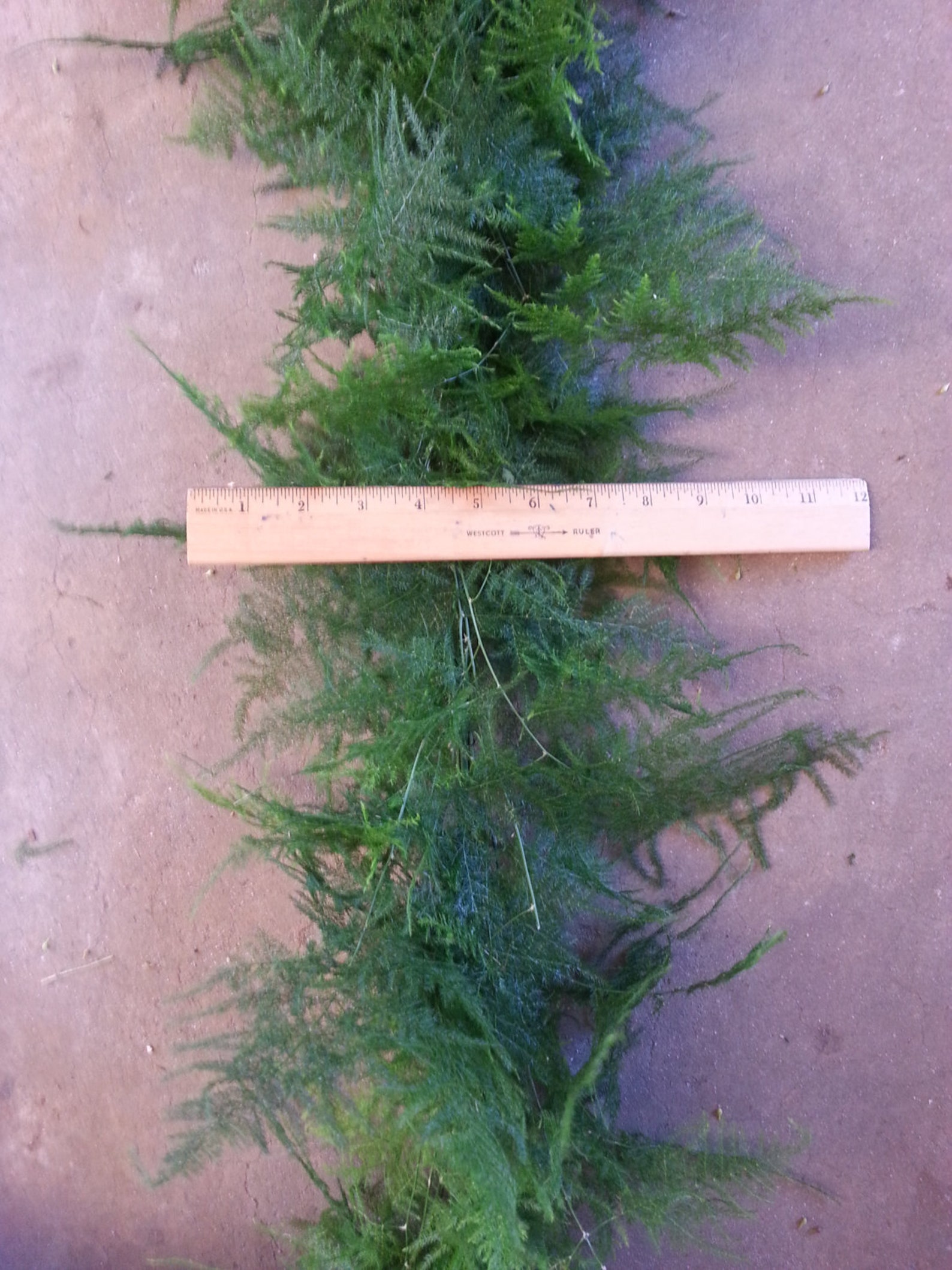 Freshly Cut Plumosus Garland Asparagus Fern Garland Greenery Etsy
