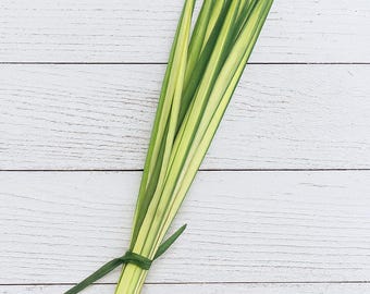 Fresh Palm Strips for Palm Sunday. Church Palm Strips for Palm Sunday Service.  50 Strips per Bundle