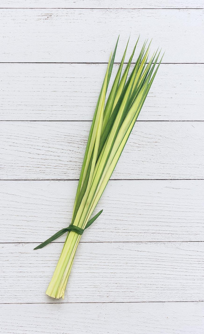 May include: A bundle of fresh green and yellow palm leaves tied together with a green stem. The leaves are arranged diagonally against a white wooden background.