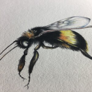 Bee illustration, drawing, art print, bumble bee