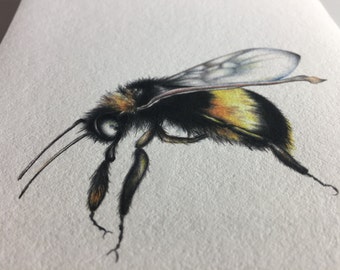 Bee illustration, drawing, art print, bumble bee