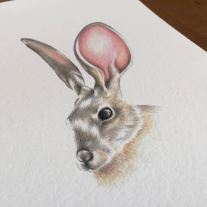 Illustrazione originale a matita di colore di una lepre