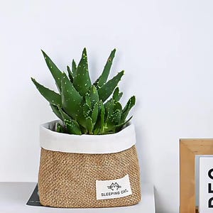 Może przedstawiać: Zielona roślina aloesu w jutowym doniczce z białym obramowaniem i etykietą z napisem "Sleeping Cat". Doniczka stoi na białej książce z tytułem "One Classic Around The World In 80 Days".