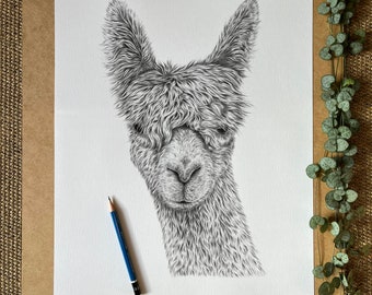 A3 Alpaca pencil drawing fine art monochrome wall art print