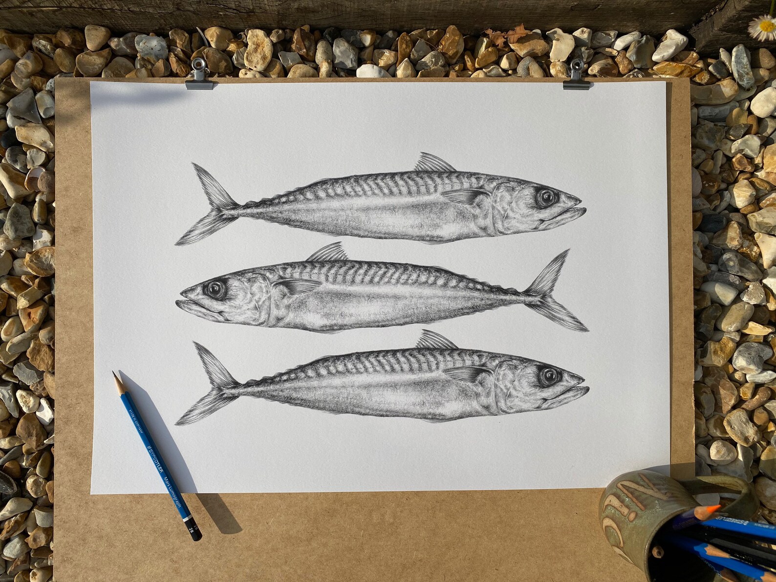 A3 Mackerel Pencil Drawing Monochrome Fine Art Print Etsy UK