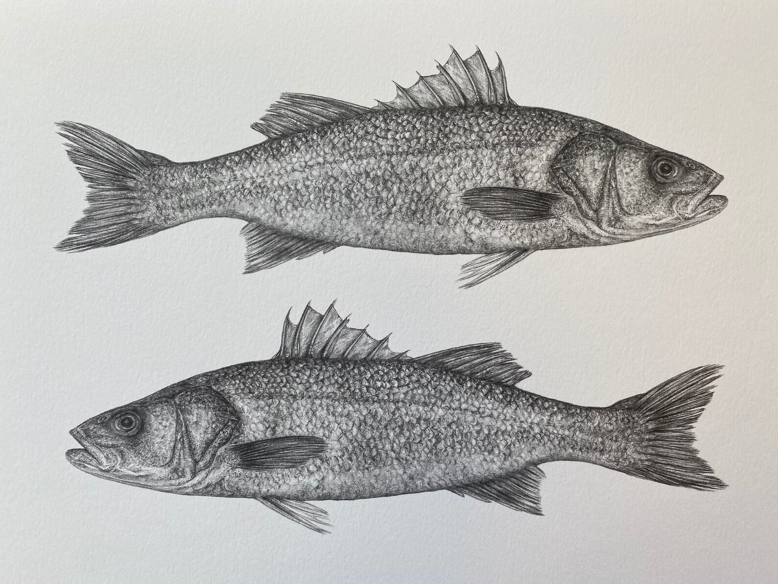 A3 Sea Bass Pencil Drawing Monochrome Fine Art Print Etsy