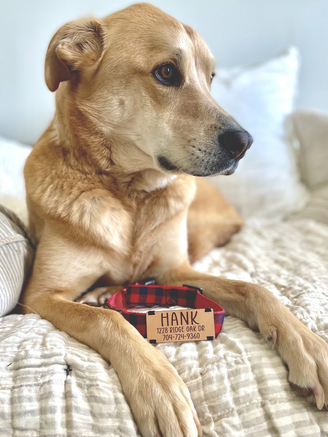 free dog tags for dogs with free shipping free dog tags for dogs with free shipping