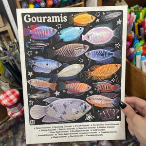 Gourami Fisch Poster | Aqurium Fischarten Bestimmung | 8,5x11 Wand Kunst Druck