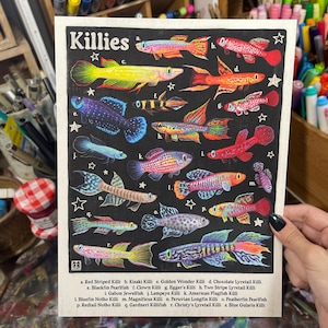 Killifish Poster | Aquarium Fish Species Identification | 8.5x11 Wall Art Print
