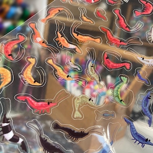 May include: A clear sticker sheet featuring numerous small, colorful shrimp illustrations in various shades of red, orange, blue, green, and black. The top corner displays the text Shrimp Stickers by Artoulli in white lettering.