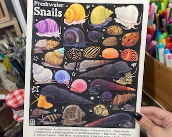 Freshwater Snails Poster | Aquarium Snail Species Identification | 8.5x11 Wall Art Print