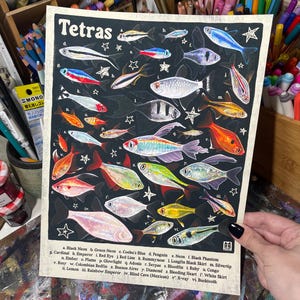 TETRAS! / Póster de pared con identificación de peces (21,5 x 28 cm)